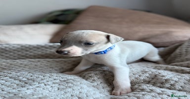 Whippet dogs - Advert 10