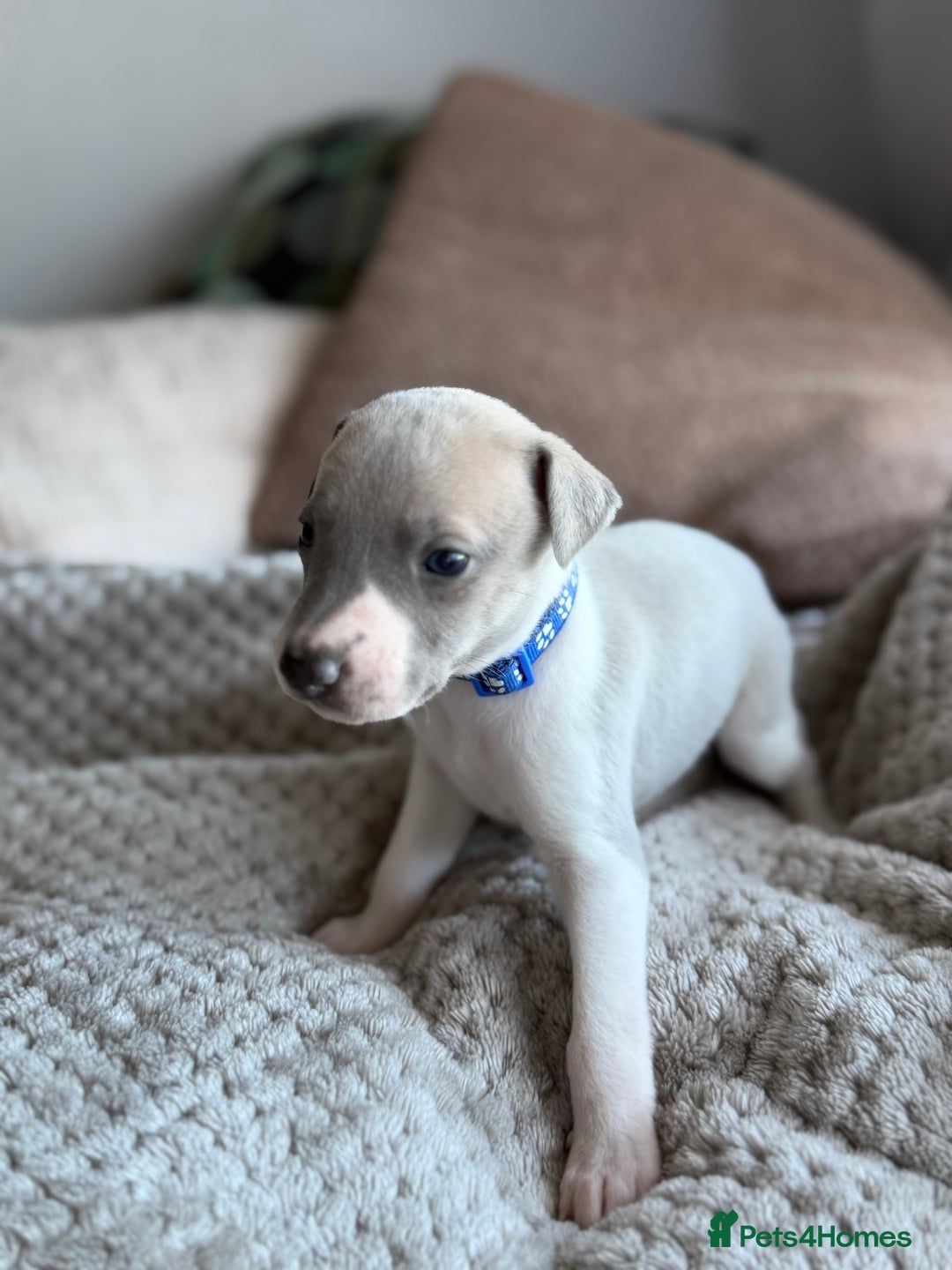 Whippet dogs for sale: 🏆KC Whippet Puppies - Gentle, Elegant & Loving🏆 - Image 3