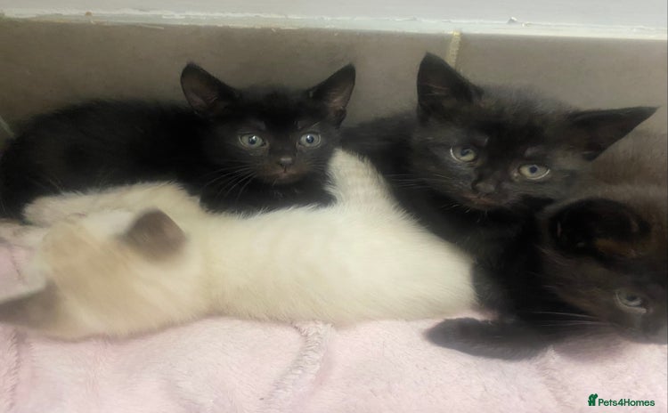 Mixed Breed cats - Advert 16