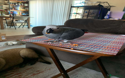 Parrots birds for sale: Tamed male and female African Grey parrots - Image 2