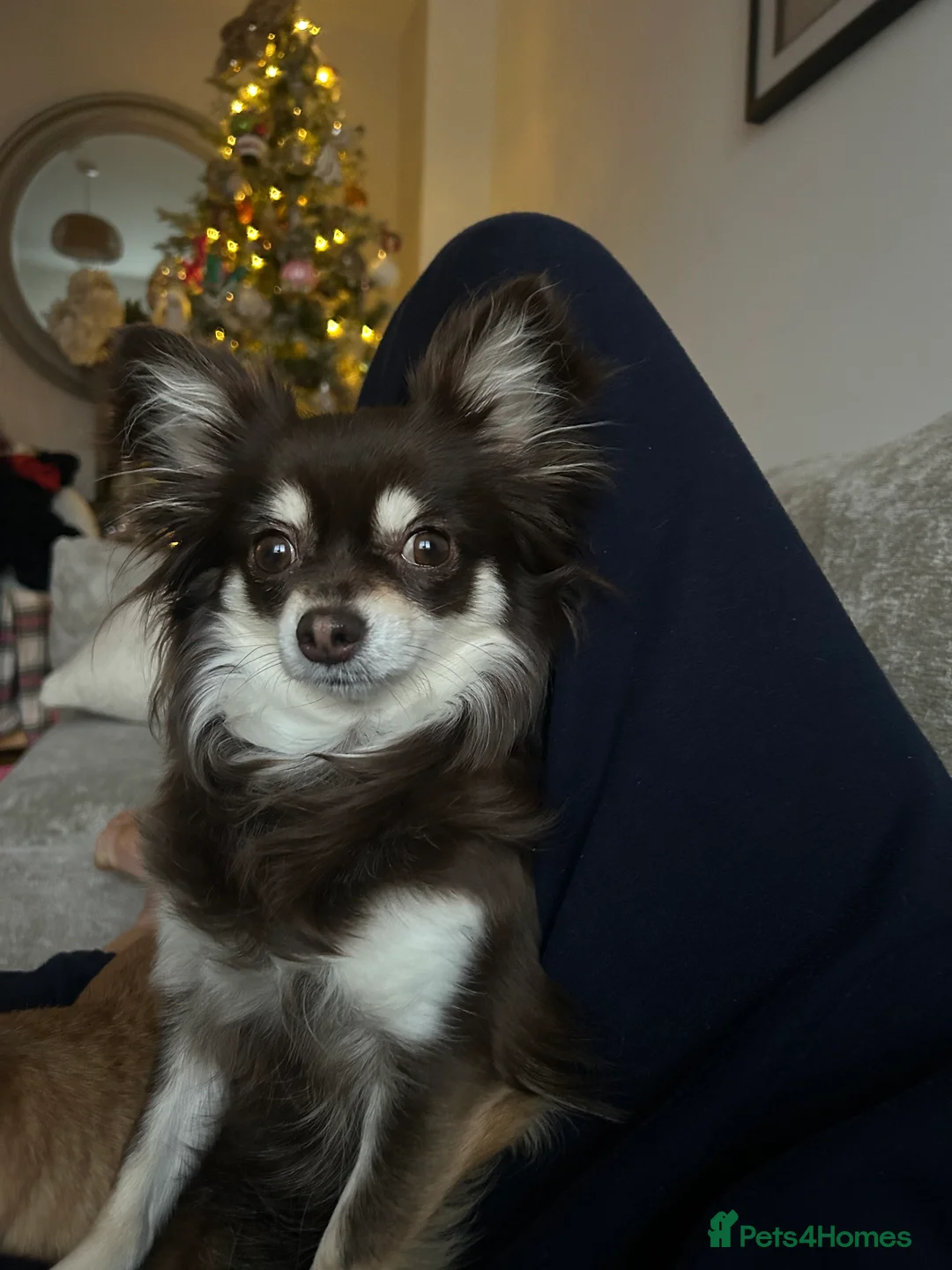 Chihuahua dogs for sale: Blue/Lilac Chihuahua Puppies - Advert 2