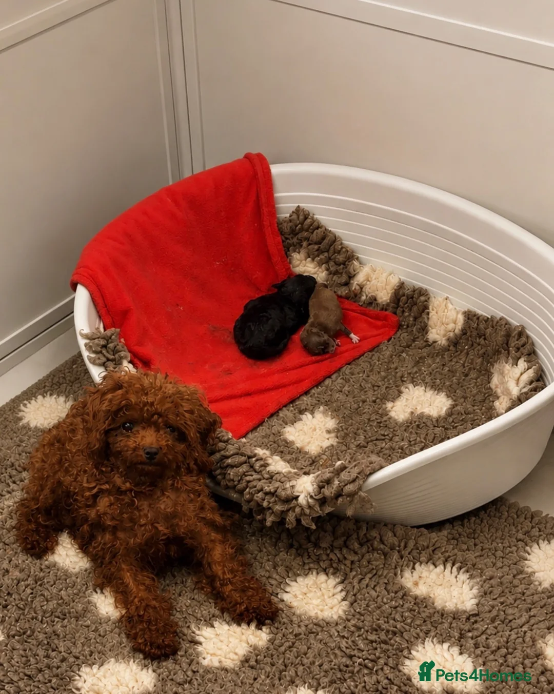 Toy Poodle dogs for sale: ASIAN TOY POODLE (import) 🩵  - Advert 3