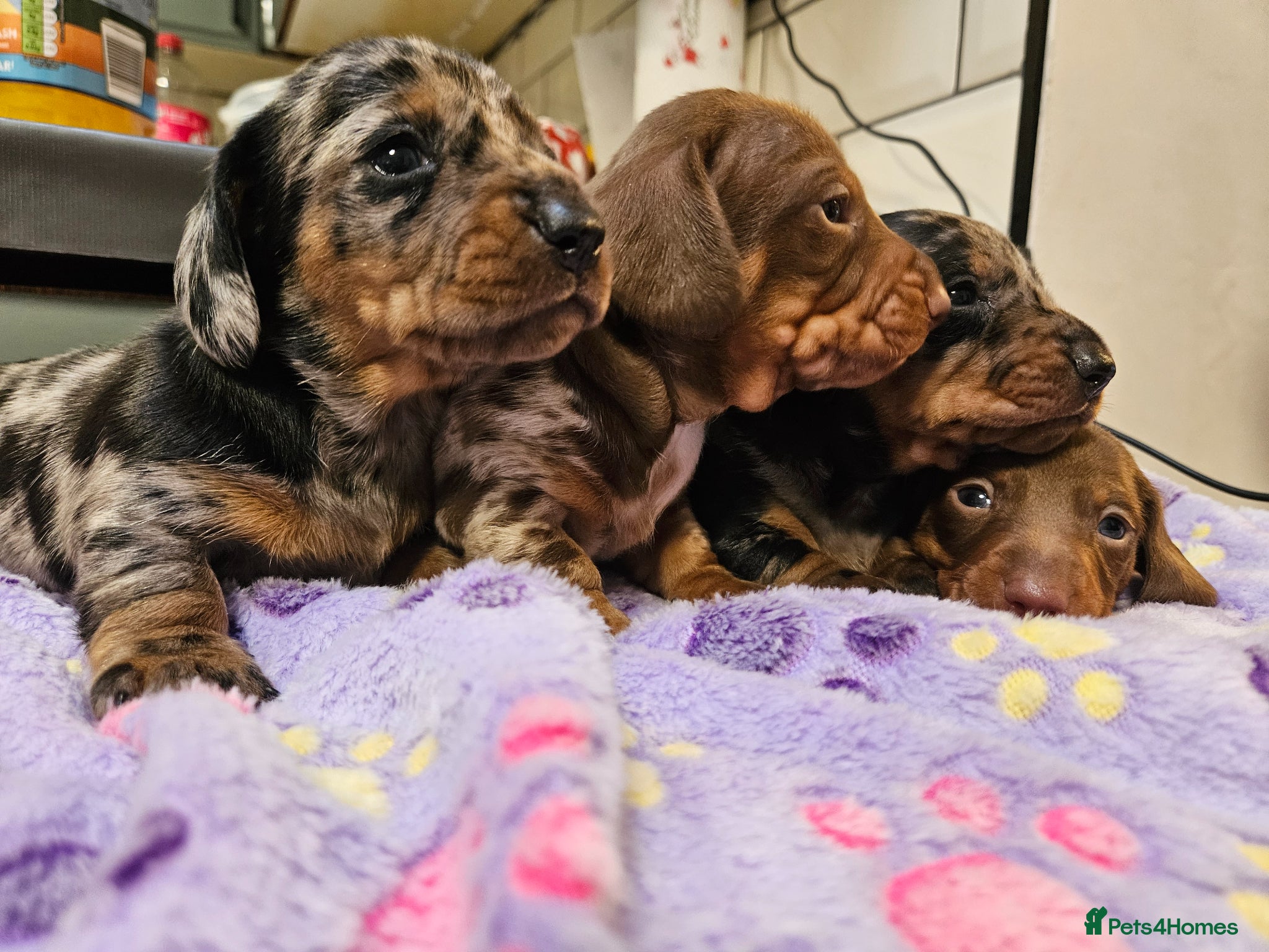 Miniature Dachshund dogs Stunning KC registered minature Dachshund - Advert 1