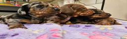 Miniature Dachshund dogs for sale: Stunning KC registered minature Dachshund - Advert 1