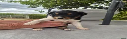 Border Collie dogs for sale: Border collie puppy 1 dog available  - Advert 9