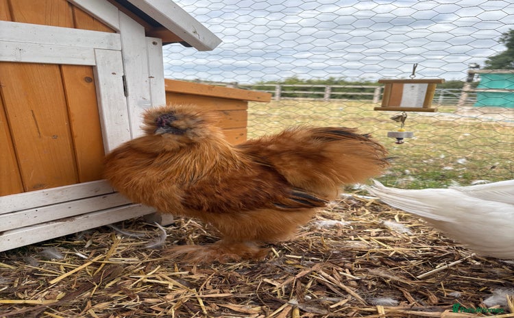 Chickens poultry - Advert 2