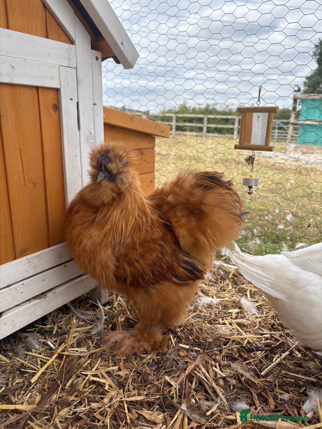 Chickens poultry for sale: Silkie cockerel for sale  - Image 1