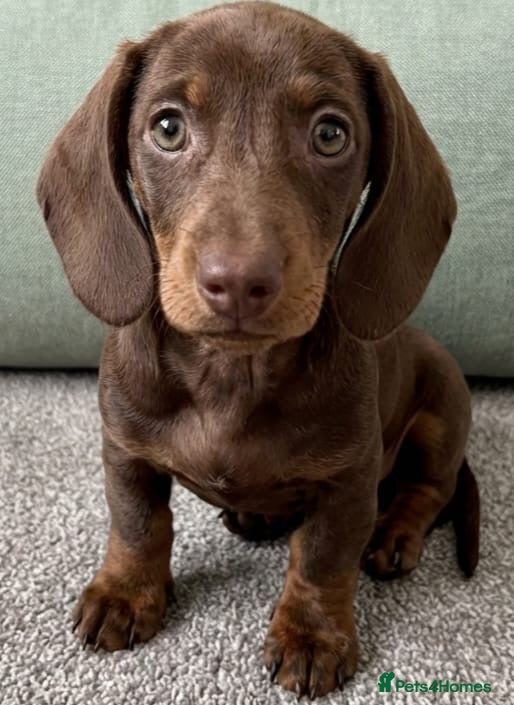 Miniature Dachshund dogs Beautiful Dachshund Puppies (Females) - Advert 8