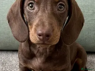 Miniature Dachshund dogs Beautiful Dachshund Puppies (Females) - Advert 8