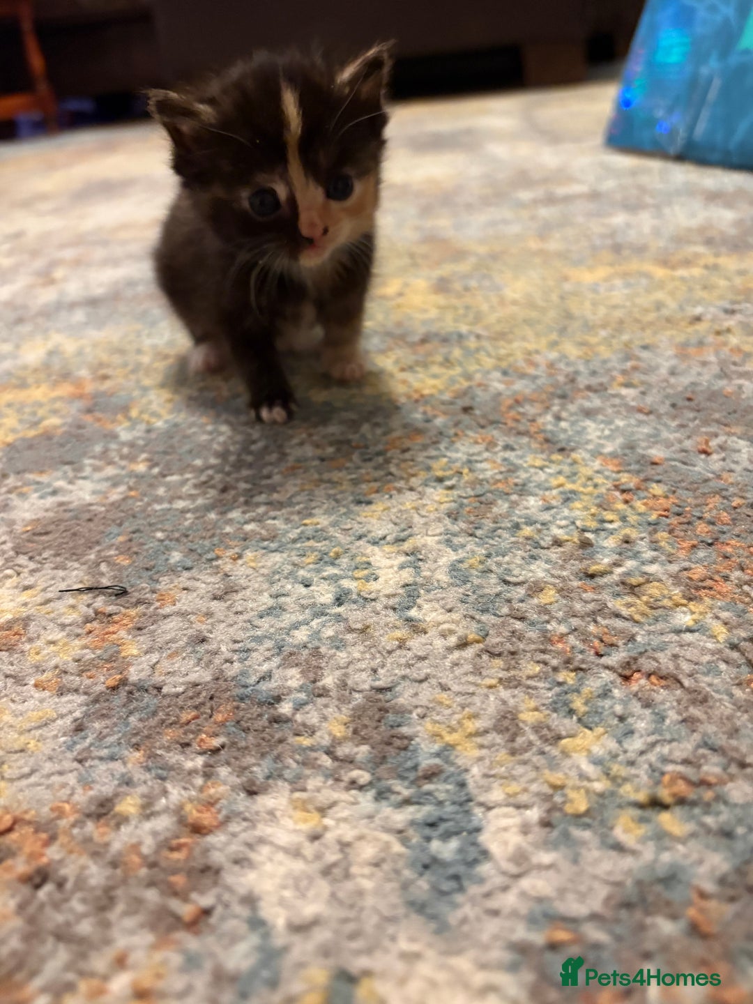 Mixed Breed cats for sale: Beautiful female Kitten 4 weeks old  - Advert 10