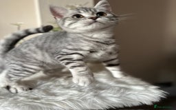 British Shorthair cats for sale: SILVER TABBIES - Registered & Full Pedigree - Image 20