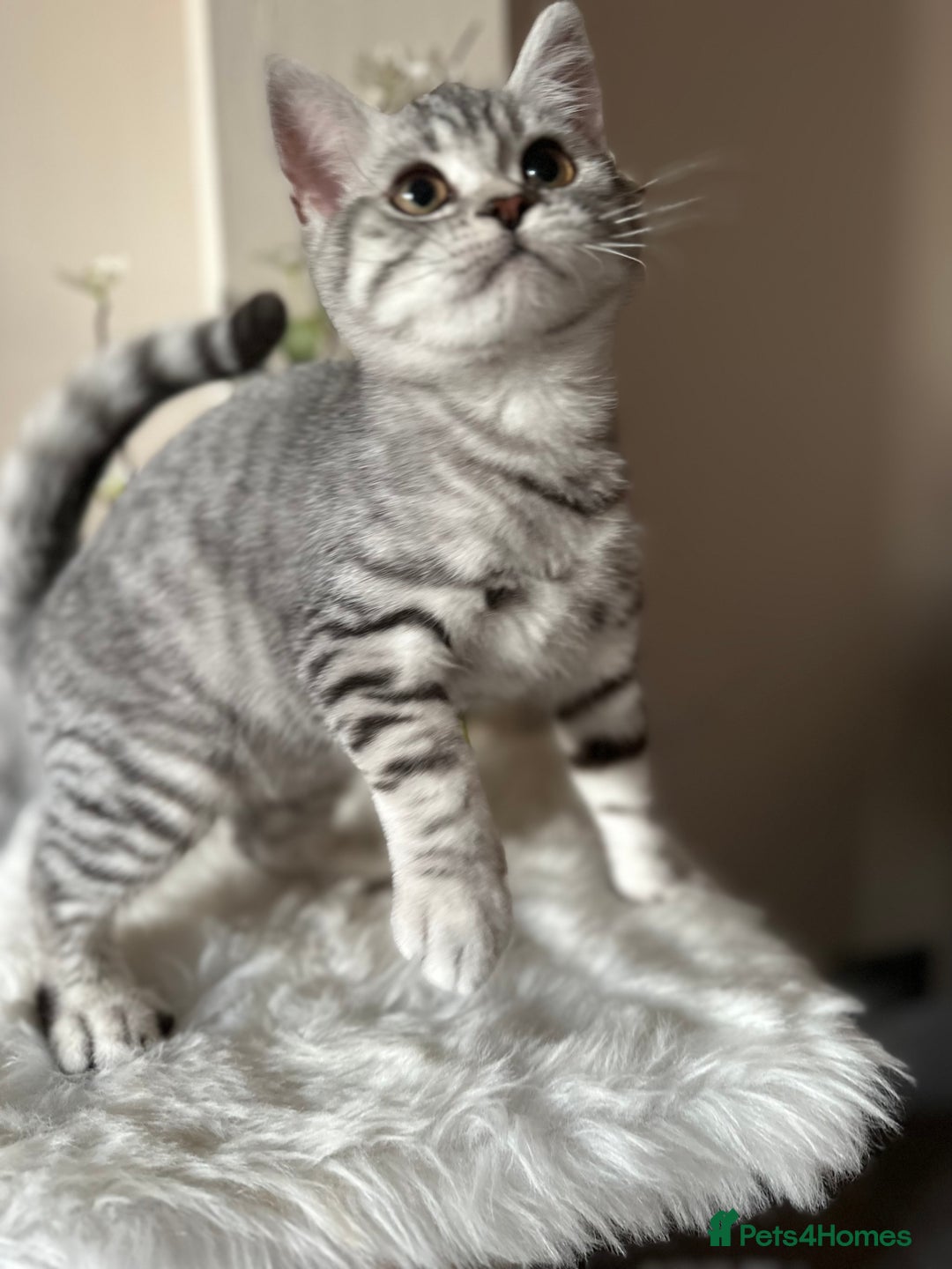 British Shorthair cats for sale: SILVER TABBIES - Registered & Full Pedigree - Image 20