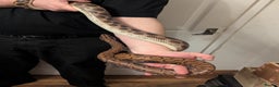 Boa Snake reptiles for sale: Brazilian rainbow boa snake - Advert 3