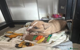 American Bully dogs for sale: Pocket bullies - Image 3