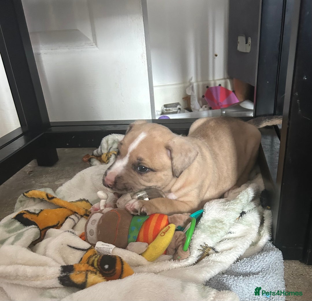 American Bully dogs for sale: Pocket bullies - Image 3
