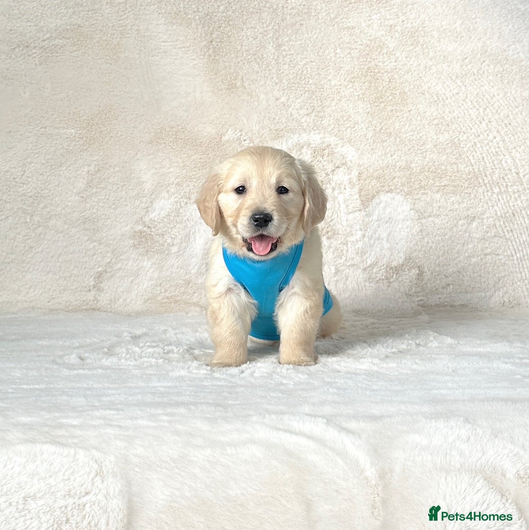 Golden Retriever dogs for sale: Stunning golden retriever puppies for sale  - Advert 29