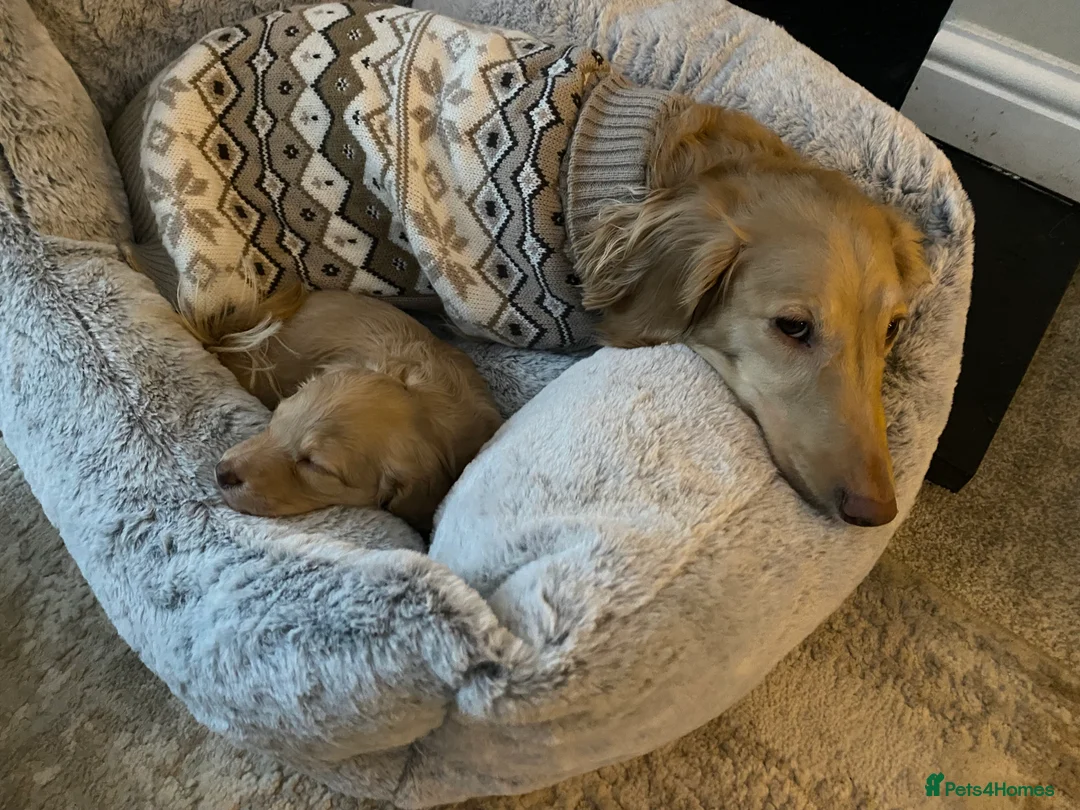 Miniature Dachshund dogs for sale: Long-Haired Miniature Cream Dachshund - Advert 4