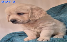 Golden Retriever dogs for sale: Show type Golden Retrievers health tested parents - Image 2