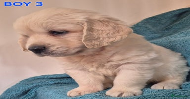 Golden Retriever dogs - Advert 3