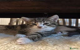 Ragdoll cats for sale: Beautiful Half Ragdoll Kittens - Image 8
