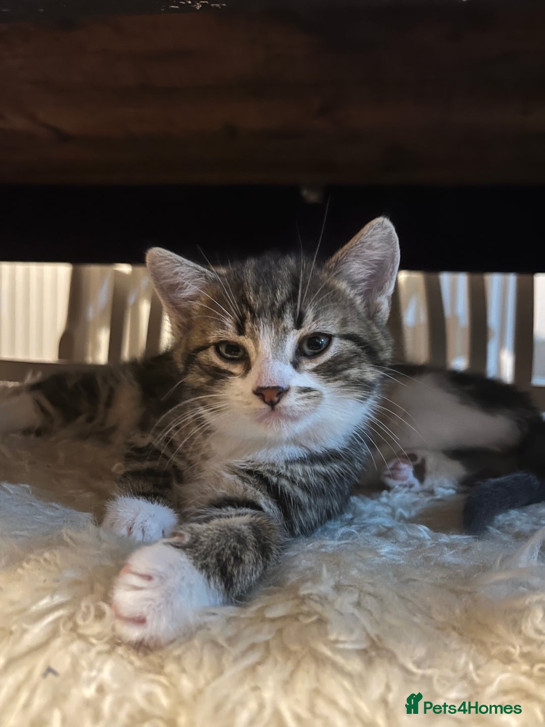 Ragdoll cats for sale: Beautiful Half Ragdoll Kittens - Image 8