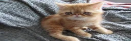 Exotic cats for sale: Lovely exotic kittens - Advert 4