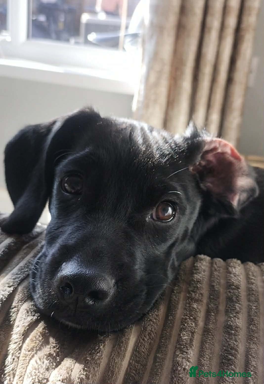 Mixed Breed dogs Max Cockerspaniel/Pug - Advert 1