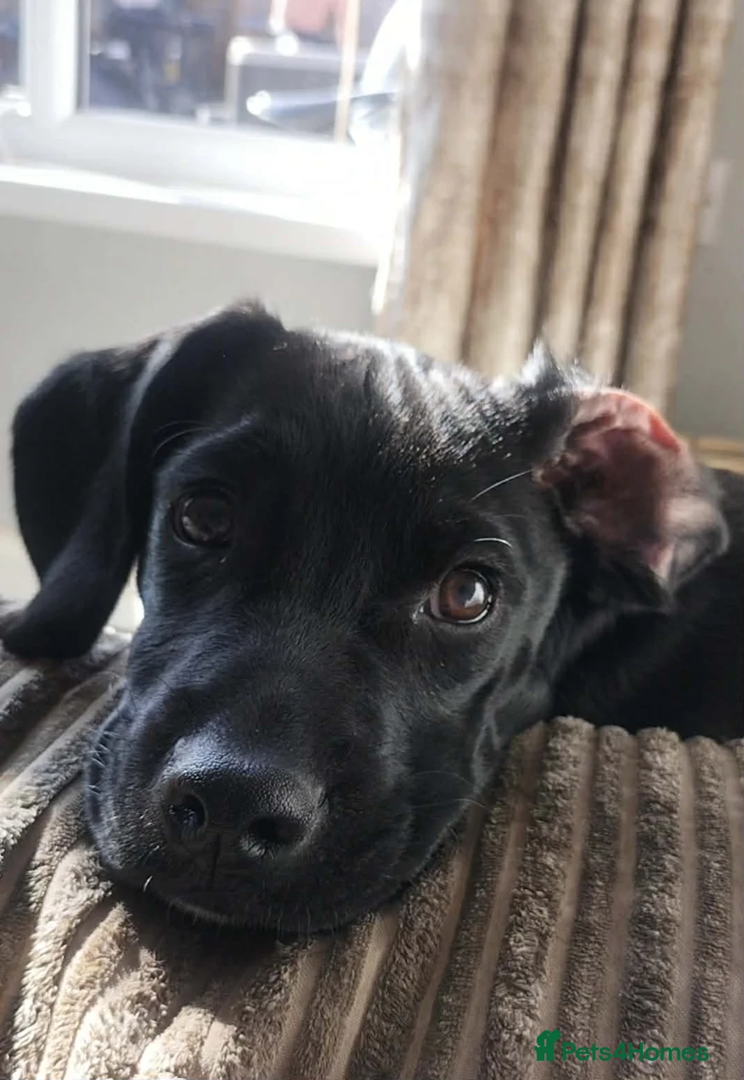 Mixed Breed dogs for sale: Max Cockerspaniel/Pug - Advert 1