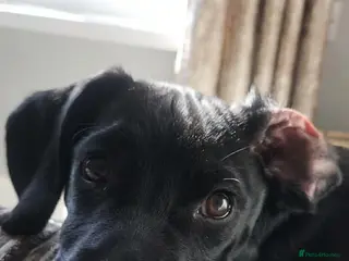 Mixed Breed dogs Max Cockerspaniel/Pug - Advert 1