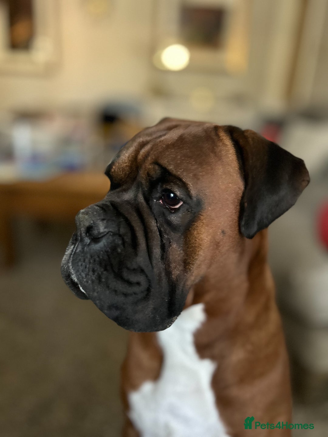 Boxer dogs for stud: KC Boxer Available for Stud | Champion Bloodlines - Image 7