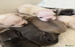 French Bulldog dogs for sale: Kc registered French bulldogs  - Image 11