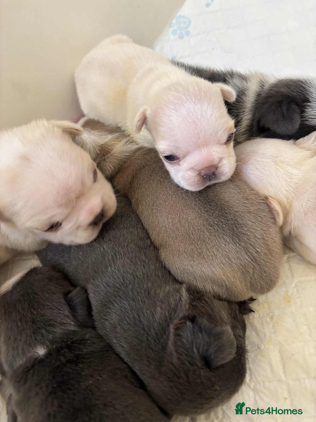 French Bulldog dogs for sale: Kc registered French bulldogs  - Image 11