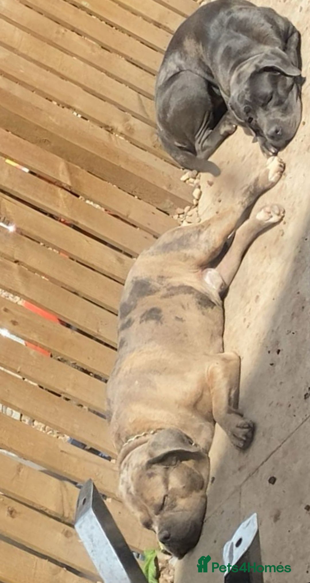 Cane Corso dogs for sale: Beautiful Cane corso Pups  - Image 25