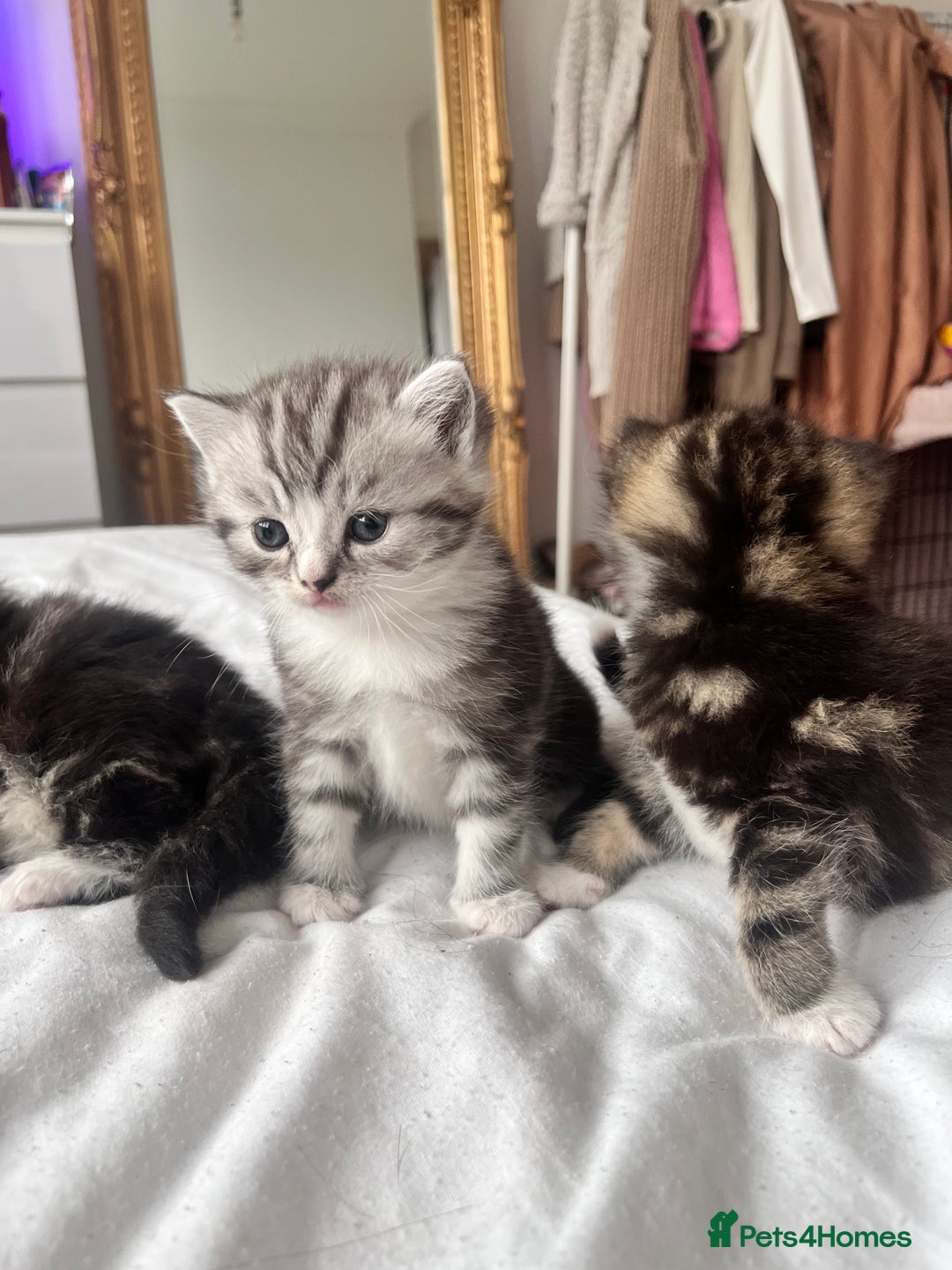 Persian cats for sale: Persian Kitten 2 - 1 Silver Doll Faced X Persian female  - Image 3