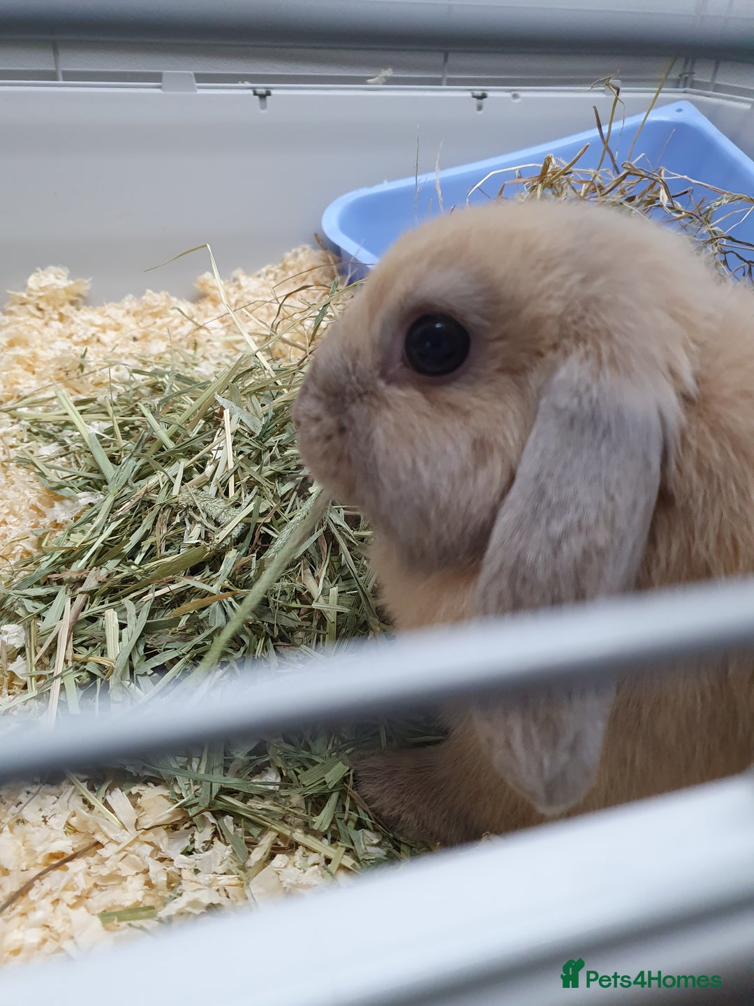 Mini Lop rabbits for sale: Pair of friendly baby mini lops for loving home - Advert 6