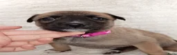 Mixed Breed dogs for sale: Belgian Malinois X Greyhound  - Advert 14