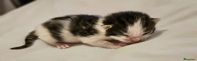 Mixed Breed Kitten 2