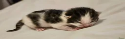 Mixed Breed cats for sale: 1 week old beautiful mixed breed kittens  - Advert 4