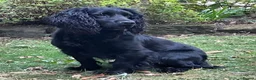 Cocker Spaniel dogs for sale: Fully Health Tested KC Reg Working Cocker Spaniels in Sheffield - Advert 11