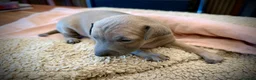 Italian Greyhound dogs for sale: KC Registered Italian Greyhound Girl Puppies - Advert 18