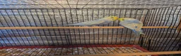 Budgerigars birds for sale: Beautiful rainbow budgies - Advert 4