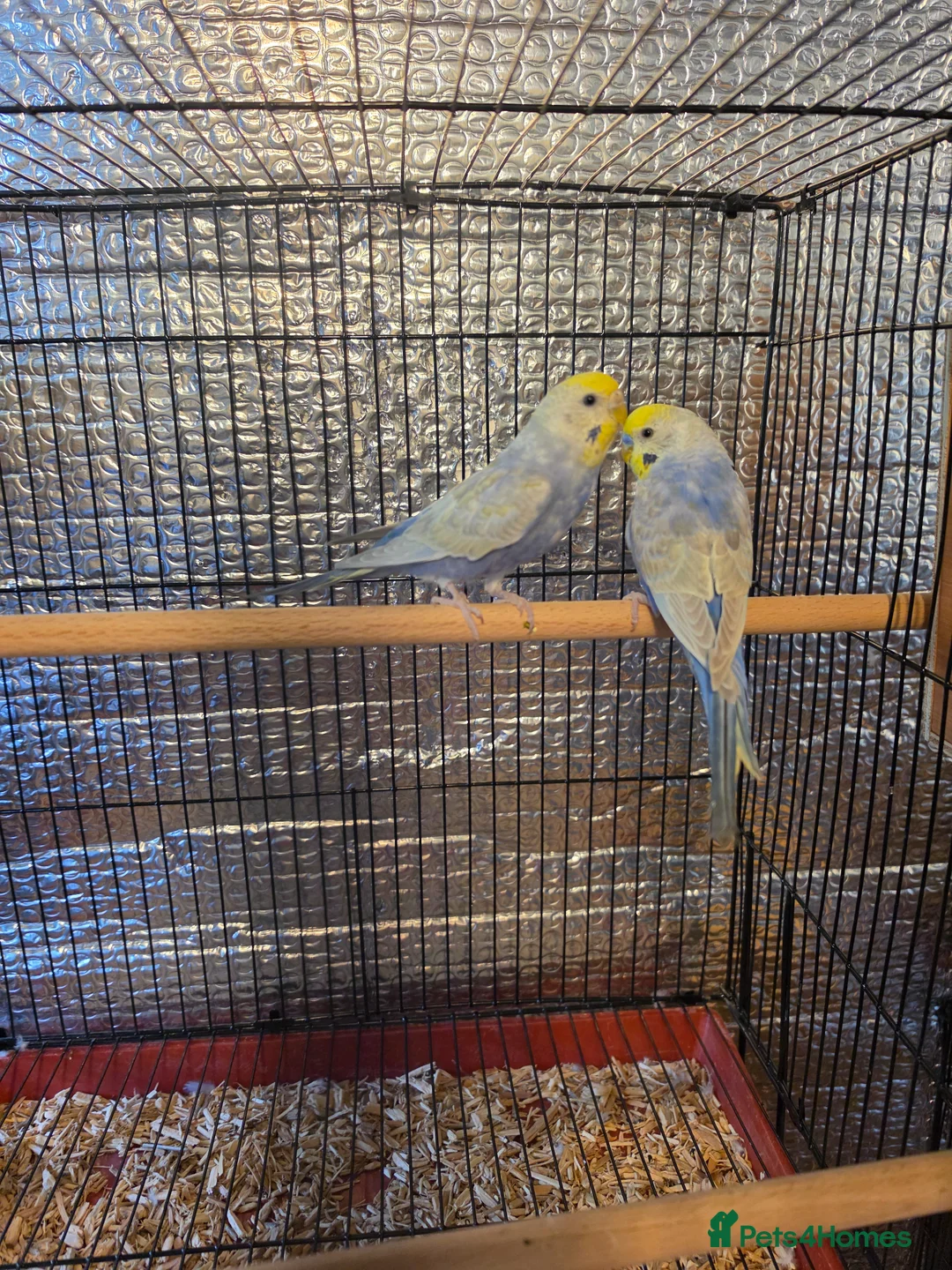 Budgerigars birds for sale: Beautiful rainbow budgies - Advert 4