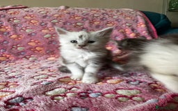 Maine Coon cats for sale: Stunning Shaded Pure Maine Coon Kittens. - Image 5