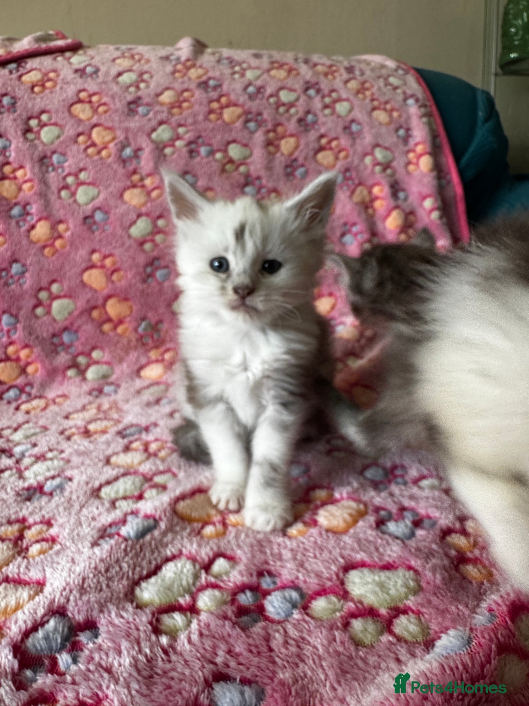 Maine Coon cats for sale: Stunning Shaded Pure Maine Coon Kittens. - Image 5