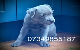 Staffordshire Bull Terrier dogs for sale: 🐾 Beautiful KC Fully Vaccinated Girl Available 🐾 in Peterborough - Image 23