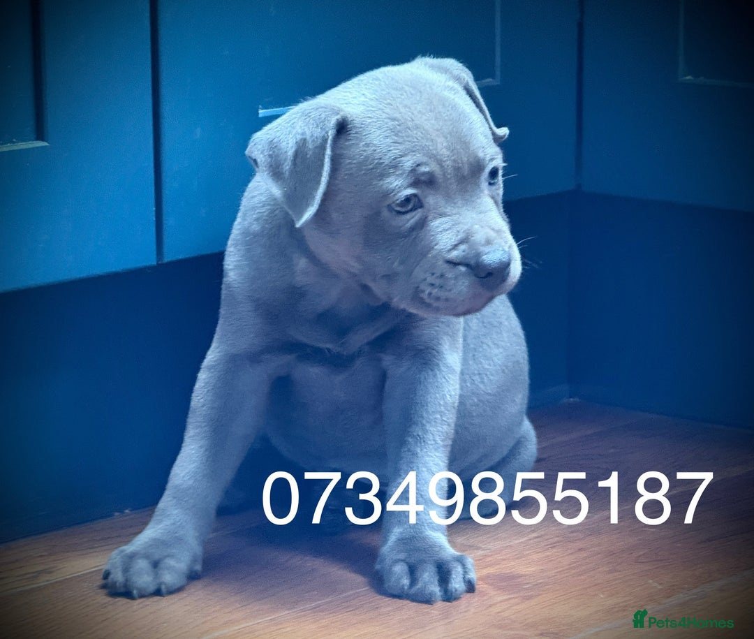 Staffordshire Bull Terrier dogs for sale: 🐾 Beautiful KC Fully Vaccinated Girl Available 🐾 in Peterborough - Image 23