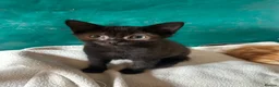 Mixed Breed cats for sale: Kittens for sale - Advert 12
