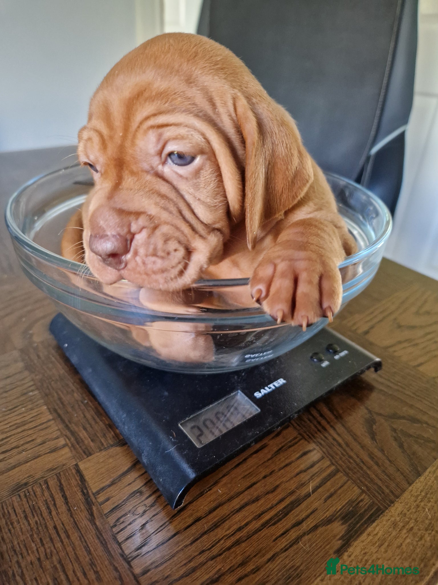 Hungarian Vizsla dogs Hungarian vizsla KC puppies for sale - Advert 13