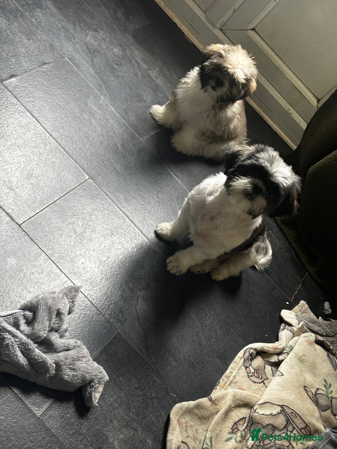 Lhasa Apso dogs for sale: Beautiful Lhasa Apso boy - Image 6