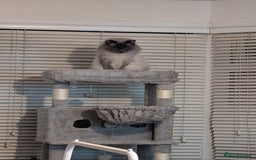 Ragdoll cats for sale: Ragdoll kittens - Image 6
